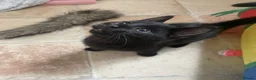 Mixed Breed cats for adoption: Gaston and Maurice - 12 weeks old - Advert 2
