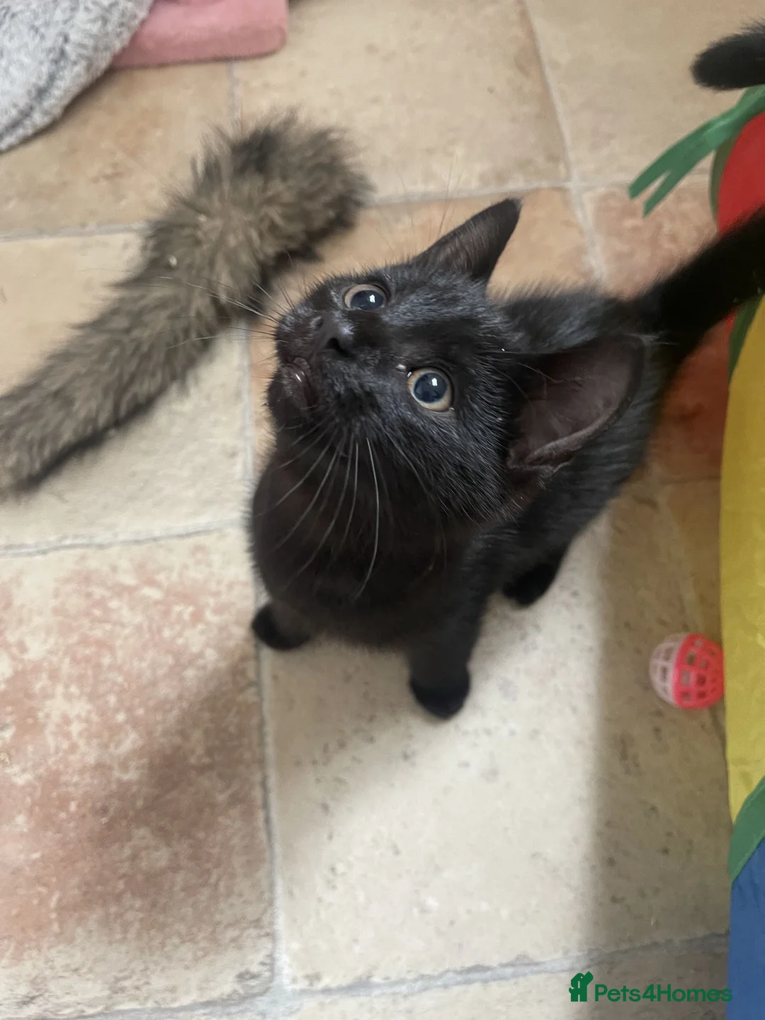 Mixed Breed cats for adoption: Gaston and Maurice - 12 weeks old - Advert 2