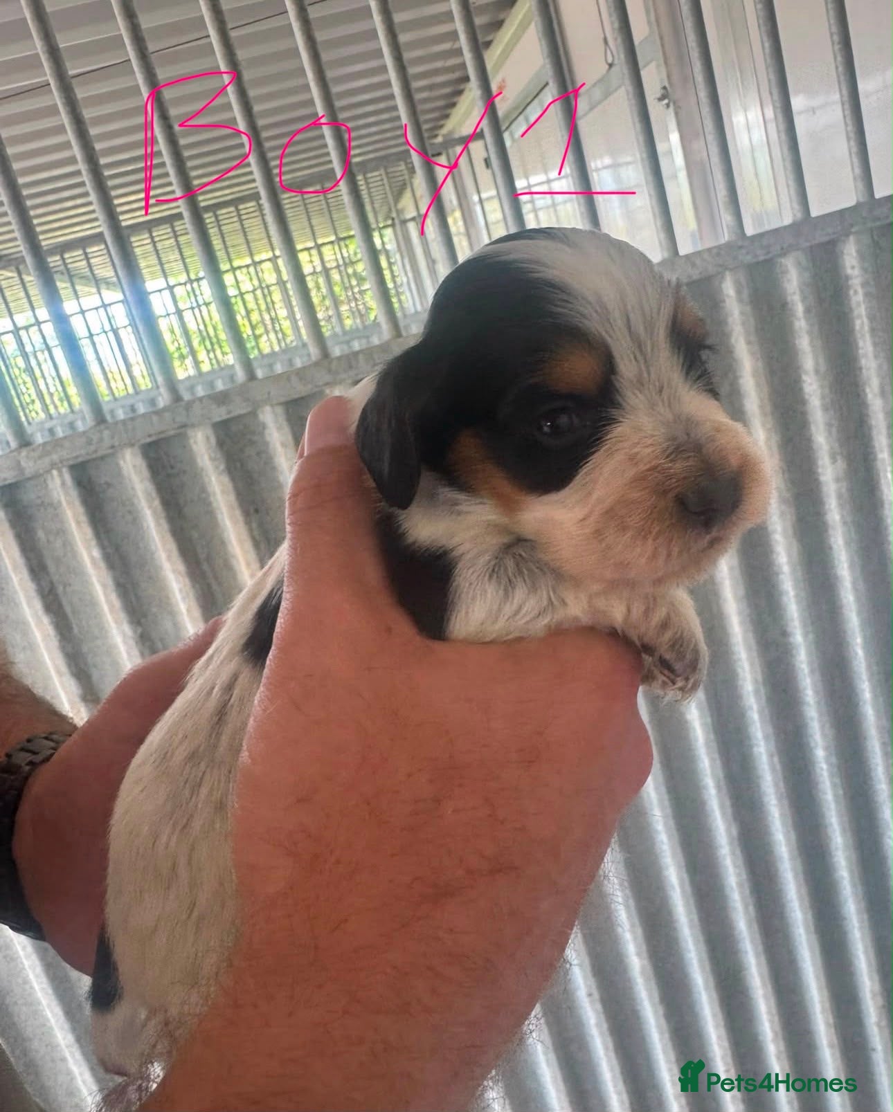 Cocker Spaniel dogs KC registered Blue roan WCS - Advert 18
