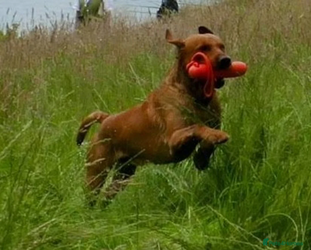 Labrador Retriever dogs for stud: Styanding at stud Fox Red Labrador Retriever - Advert 4