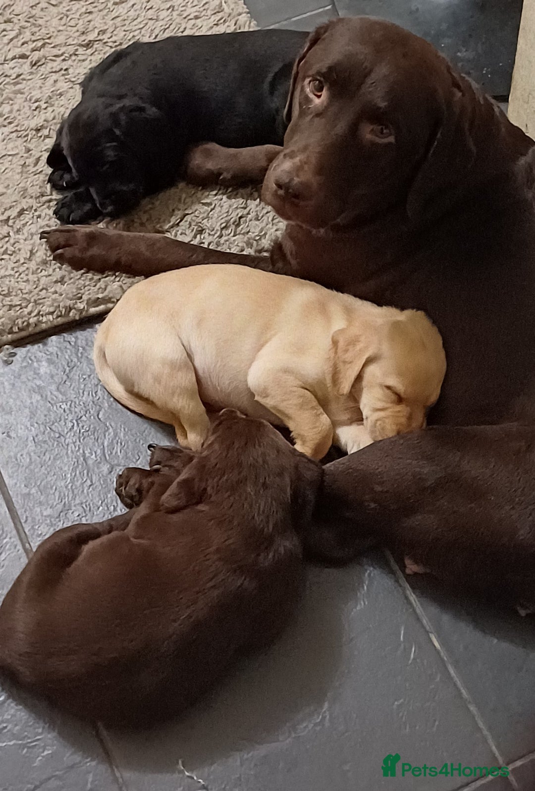 Labrador Retriever dogs for sale: PUPPIES 🐶 🐾  - Advert 18