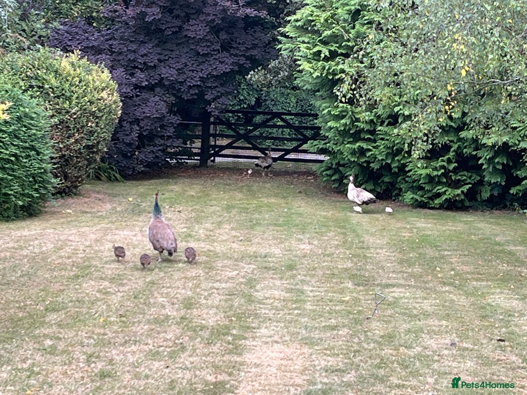 Peafowl poultry for sale: Peacocks, Peahens and Peachicks for sale  - Image 5