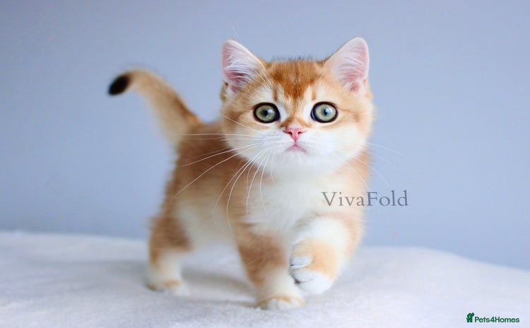 British Shorthair cats - Advert 1