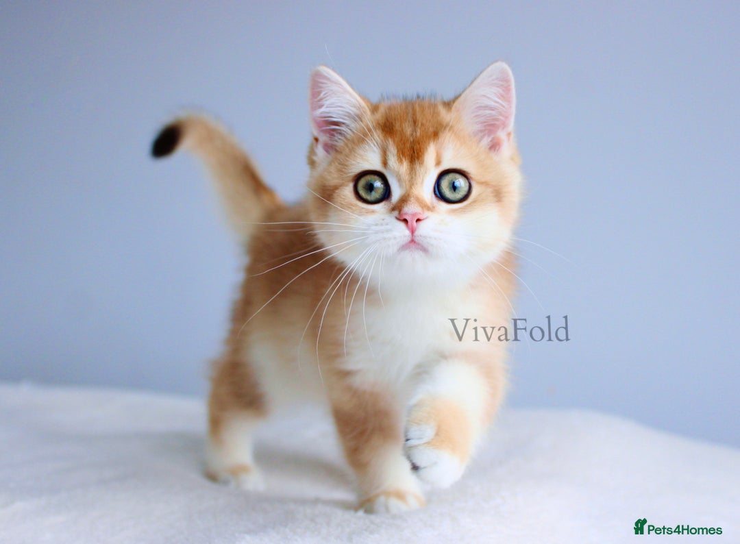 British Shorthair cats for sale: Champion Bloodline Golden Babies  - Image 9