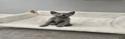 Russian Blue cats for sale: GCCF REGISTERED RUSSIAN BLUE KITTENS  - Advert 31