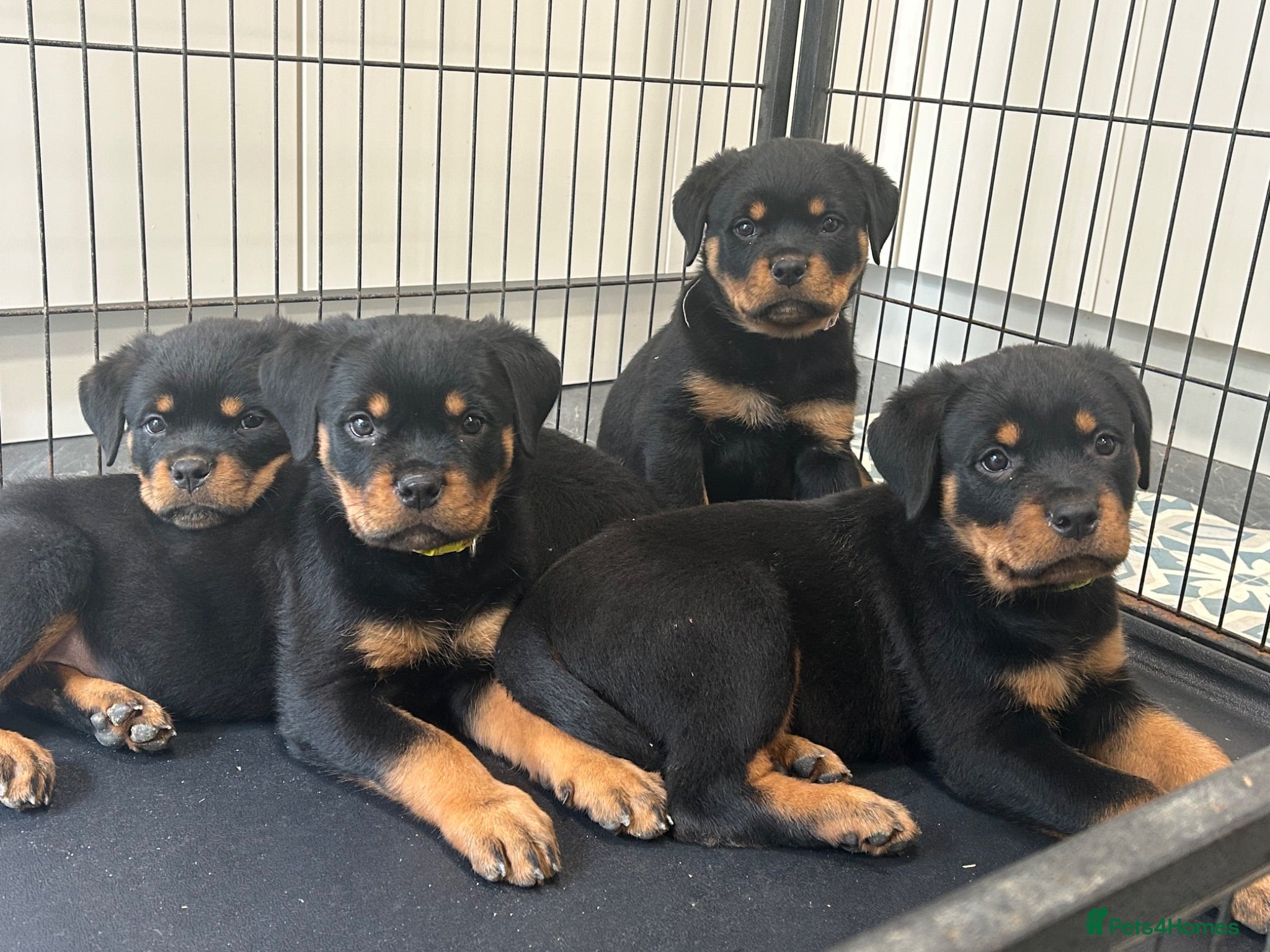 Rottweiler dogs Rottweiler Puppies  - Advert 1
