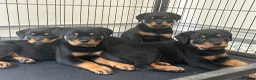 Rottweiler dogs for sale: Rottweiler Puppies  - Advert 1
