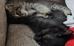 Bengal cats for sale: Elven Bengals - Image 22