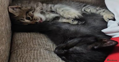Bengal cats - Advert 3