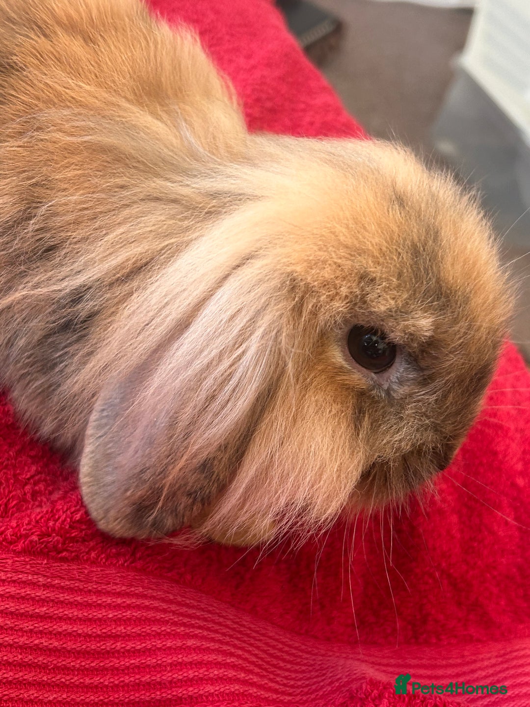 Lionhead rabbits for sale: Female rabbit  - Image 6