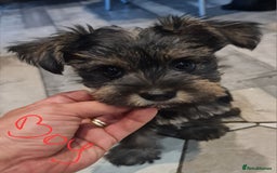 Mixed Breed dogs for sale: Mini Schnaucer/YorkshireTerrier Biewar - Image 3