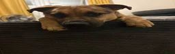 German Shepherd dogs for sale: German shepherd cross both - Advert 8
