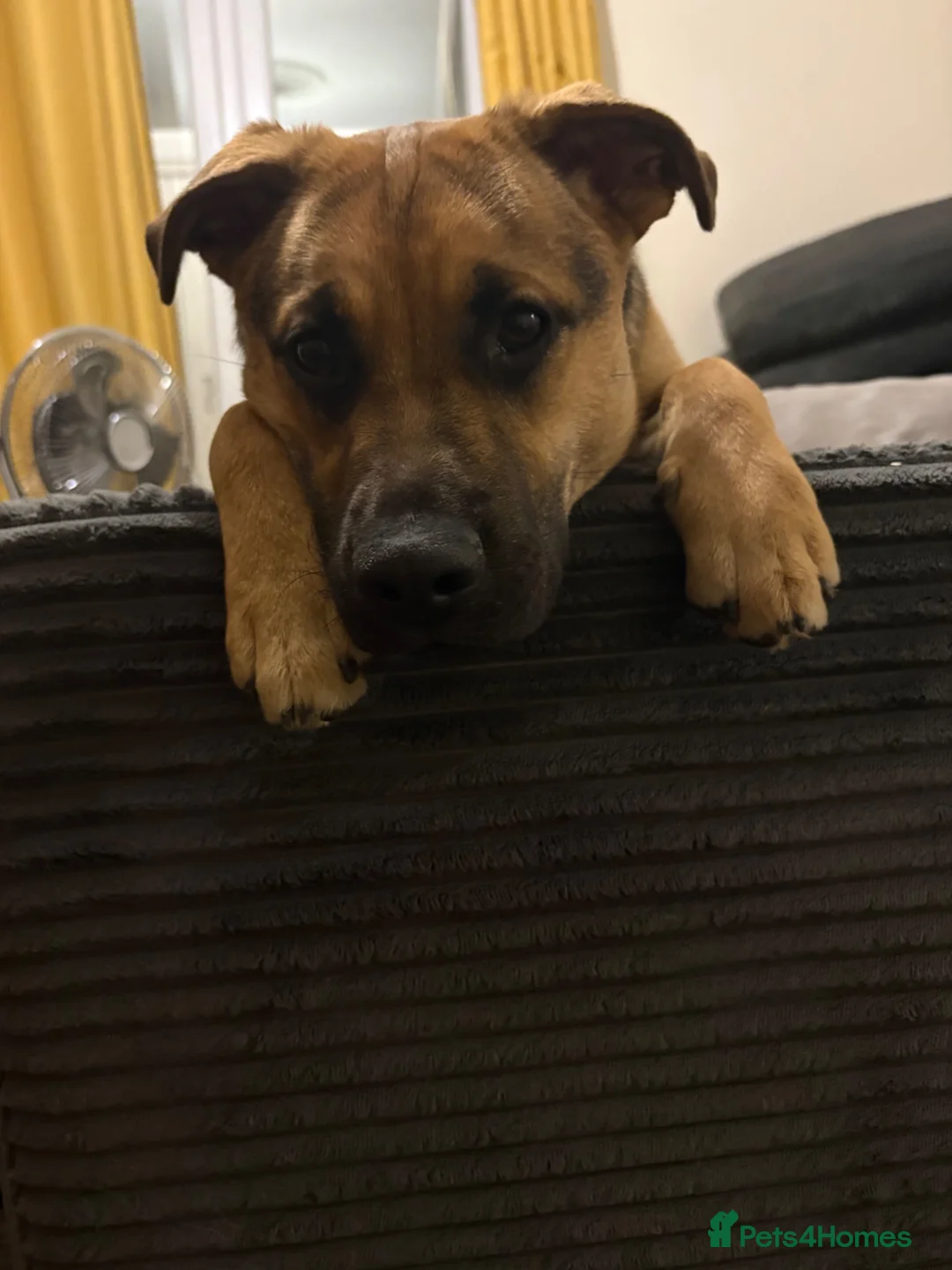 German Shepherd dogs for sale: German shepherd cross both - Advert 8