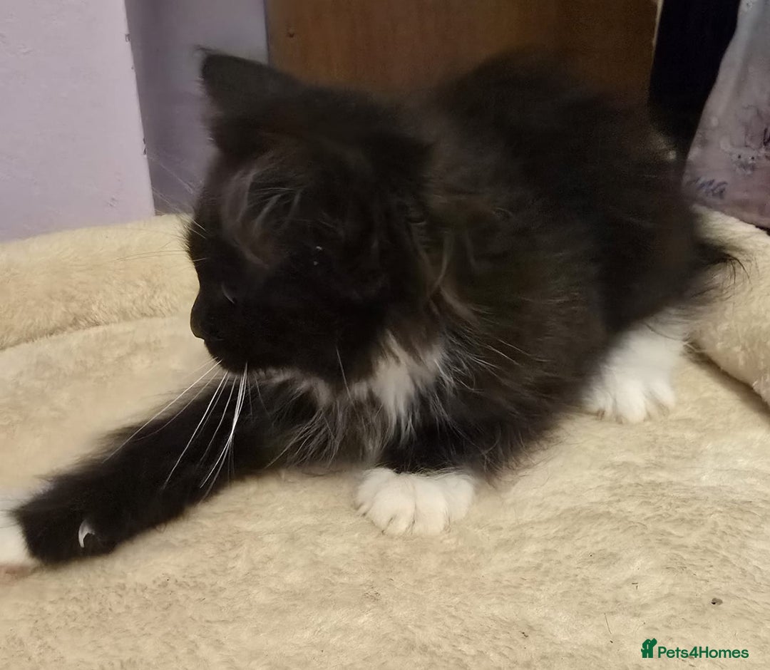 Siberian cats for sale: Tested purebreed hypoallergenic Siberian kittensns - Image 28