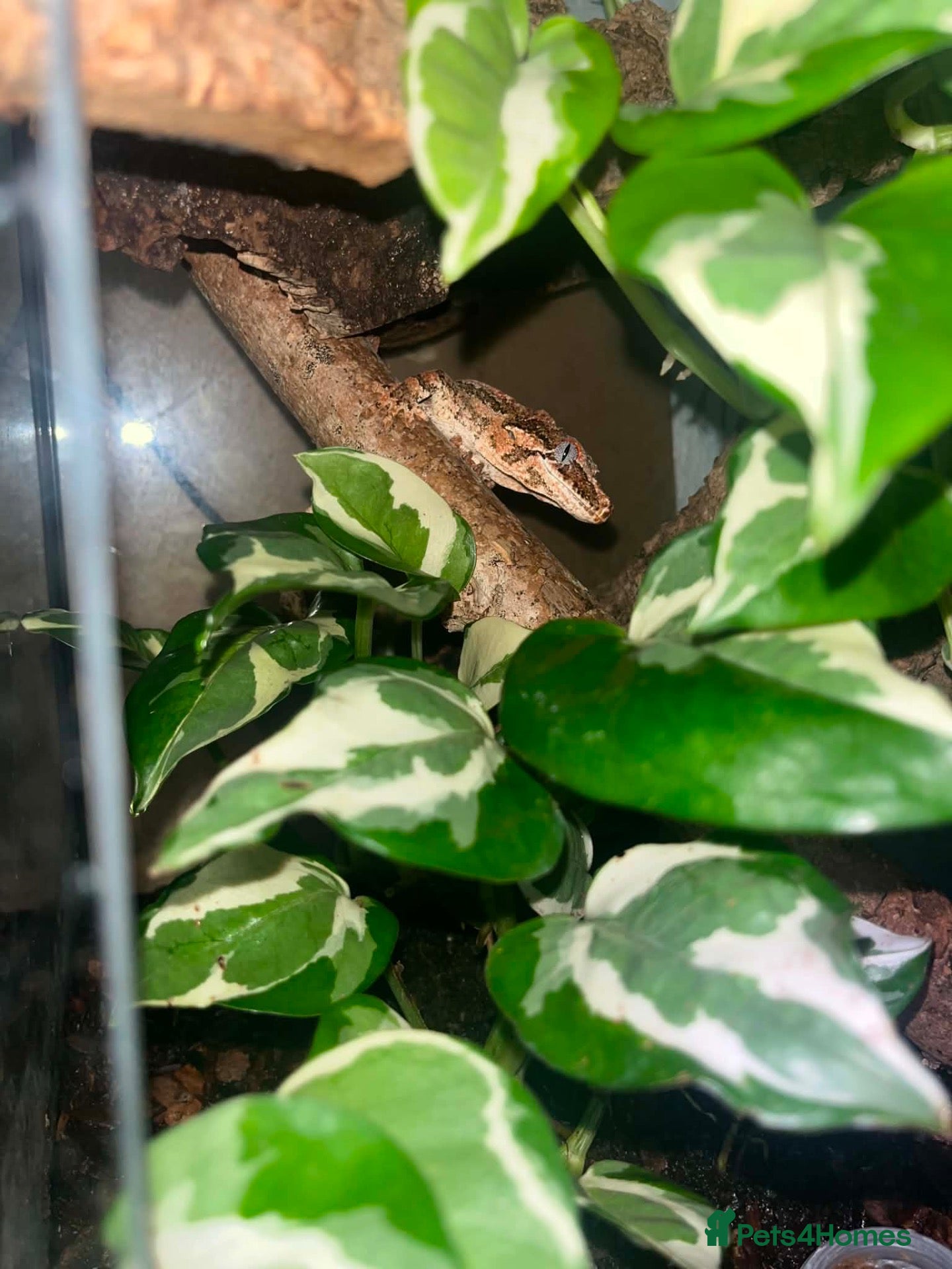 Gecko reptiles Gargoyle gecko - Advert 3