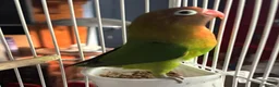 Lovebirds birds for sale: Lovely young birds for sale - Advert 3