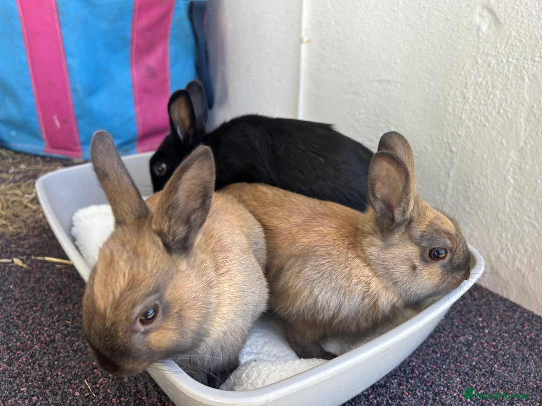 Netherland Dwarf rabbits for sale: Netherland Dwarf Bunnies available 17/06/2025 in Leatherhead - Image 2