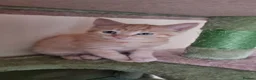 Mixed Breed cats for sale: Little Jimmy's story  - Advert 7