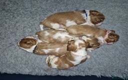 Cavalier King Charles Spaniel dogs for sale: KC Registered, Cavalier King Charles Spaniels  - Image 10