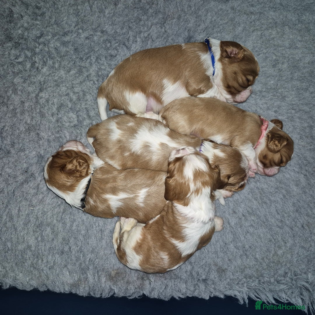 Cavalier King Charles Spaniel dogs for sale: KC Registered, Cavalier King Charles Spaniels  - Image 10