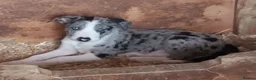 Border Collie dogs for sale: Beautiful Border Collies - Advert 1