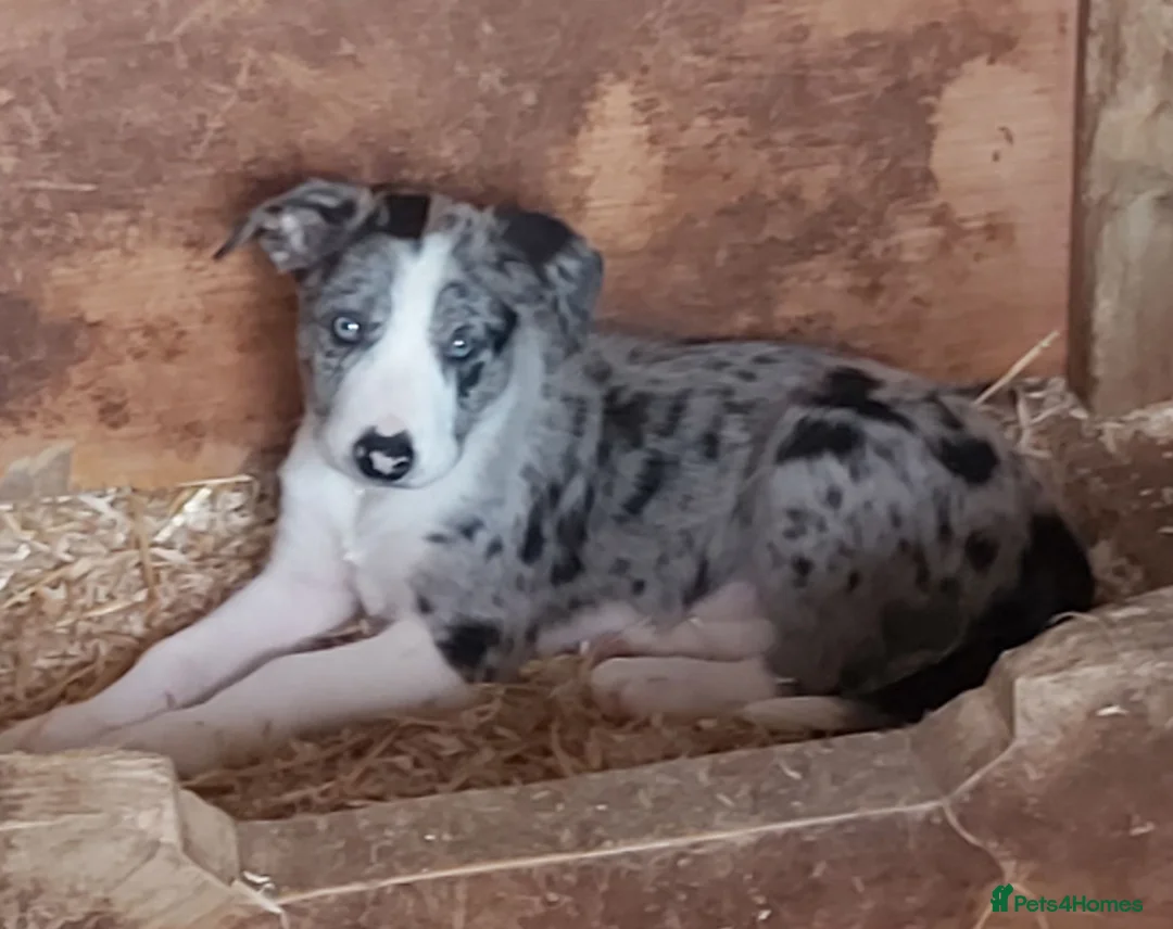Border Collie dogs for sale: Beautiful Border Collies - Advert 1