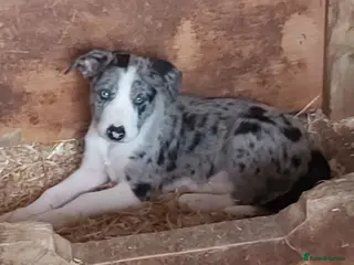 Border Collie dogs Beautiful Border Collies - Advert 1