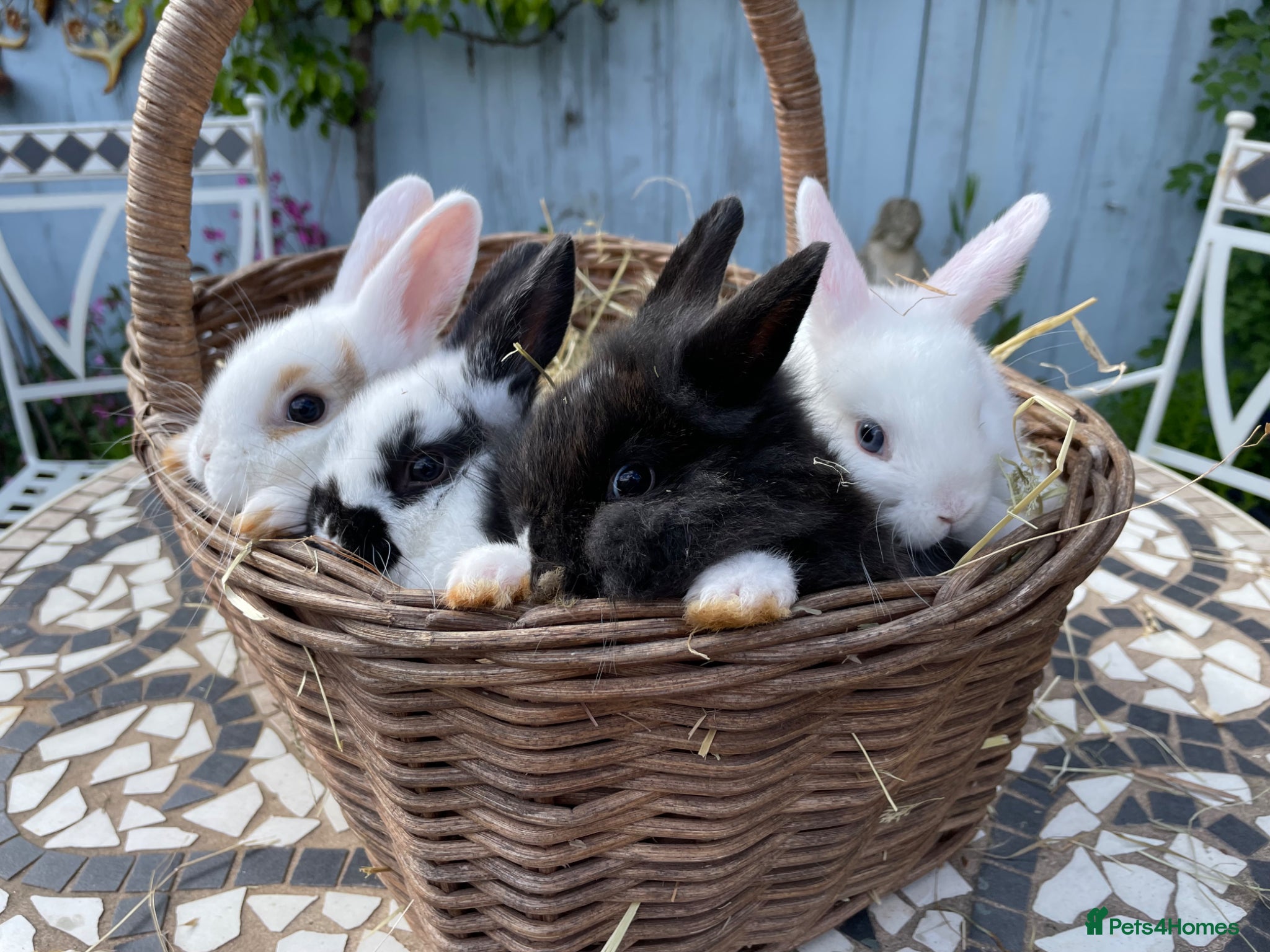 Netherland Dwarf rabbits Baby Rabbits - Advert 13