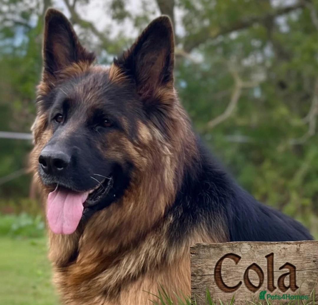 German Shepherd dogs for sale: Stunning Pedigree Male German Shepherd Puppy - Advert 6