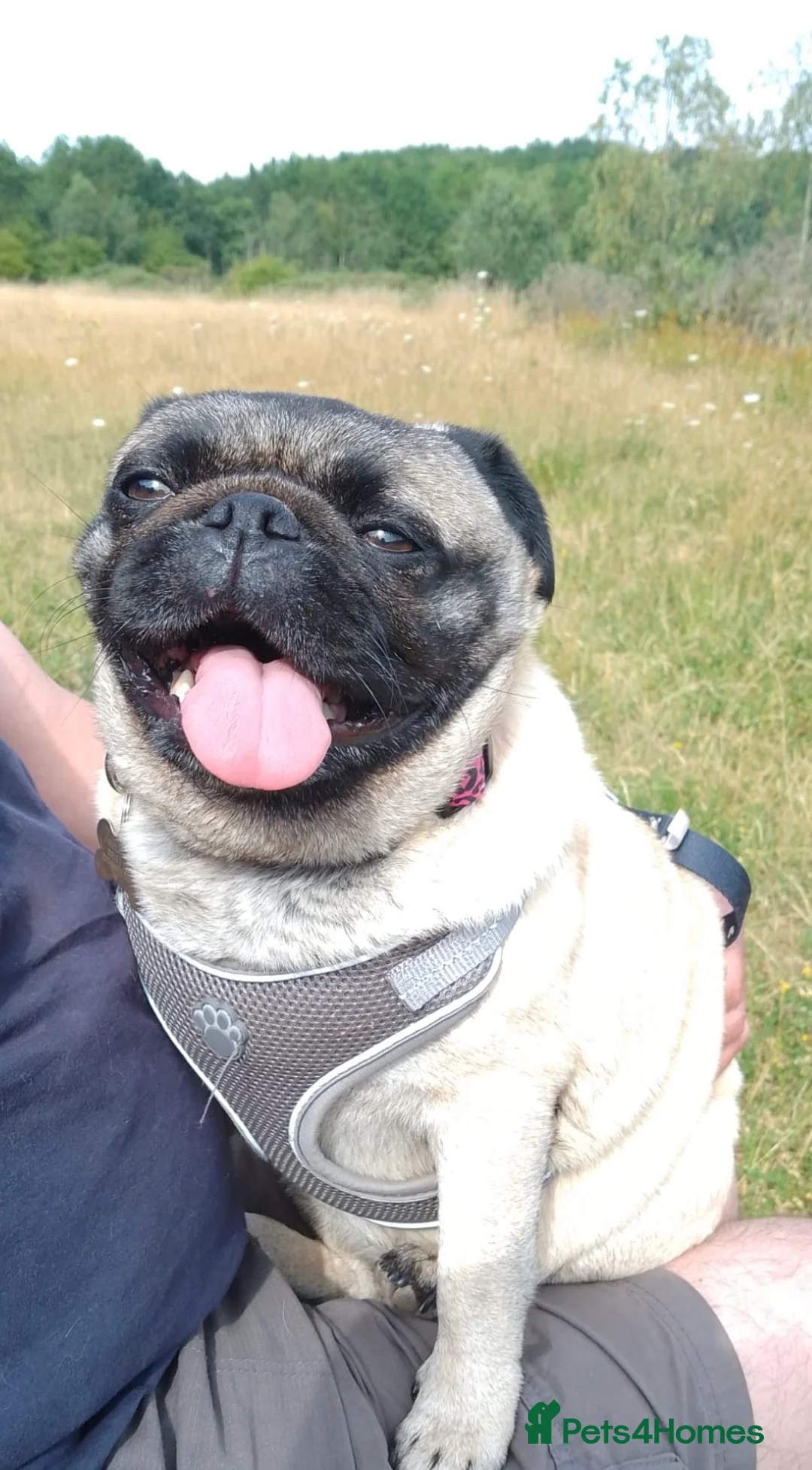 Pug dogs for adoption: Missie is a lovely perfect little Pug - Advert 2