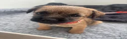 Border Terrier dogs for sale: KC Border Terrier Puppies - Advert 7