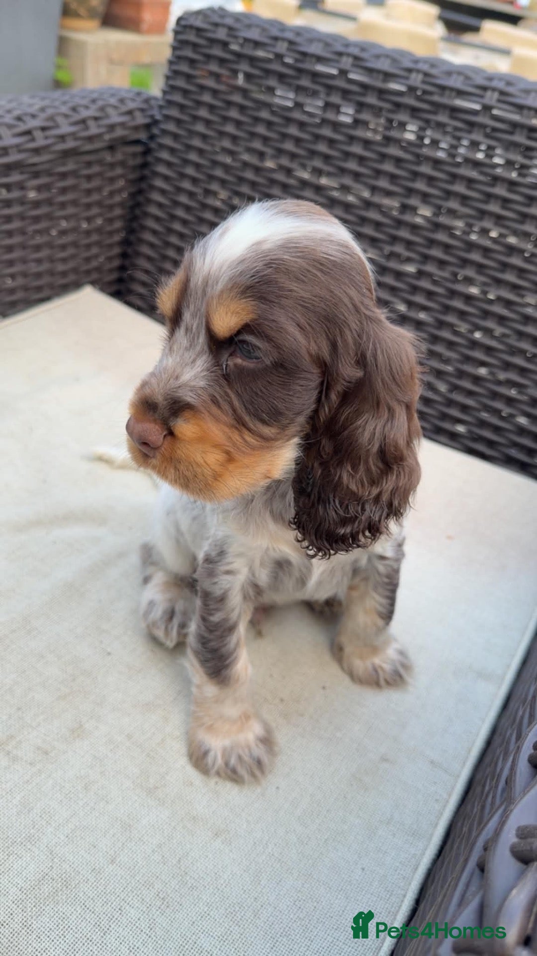 Cocker Spaniel dogs Show cocker spaniel puppies - Advert 2