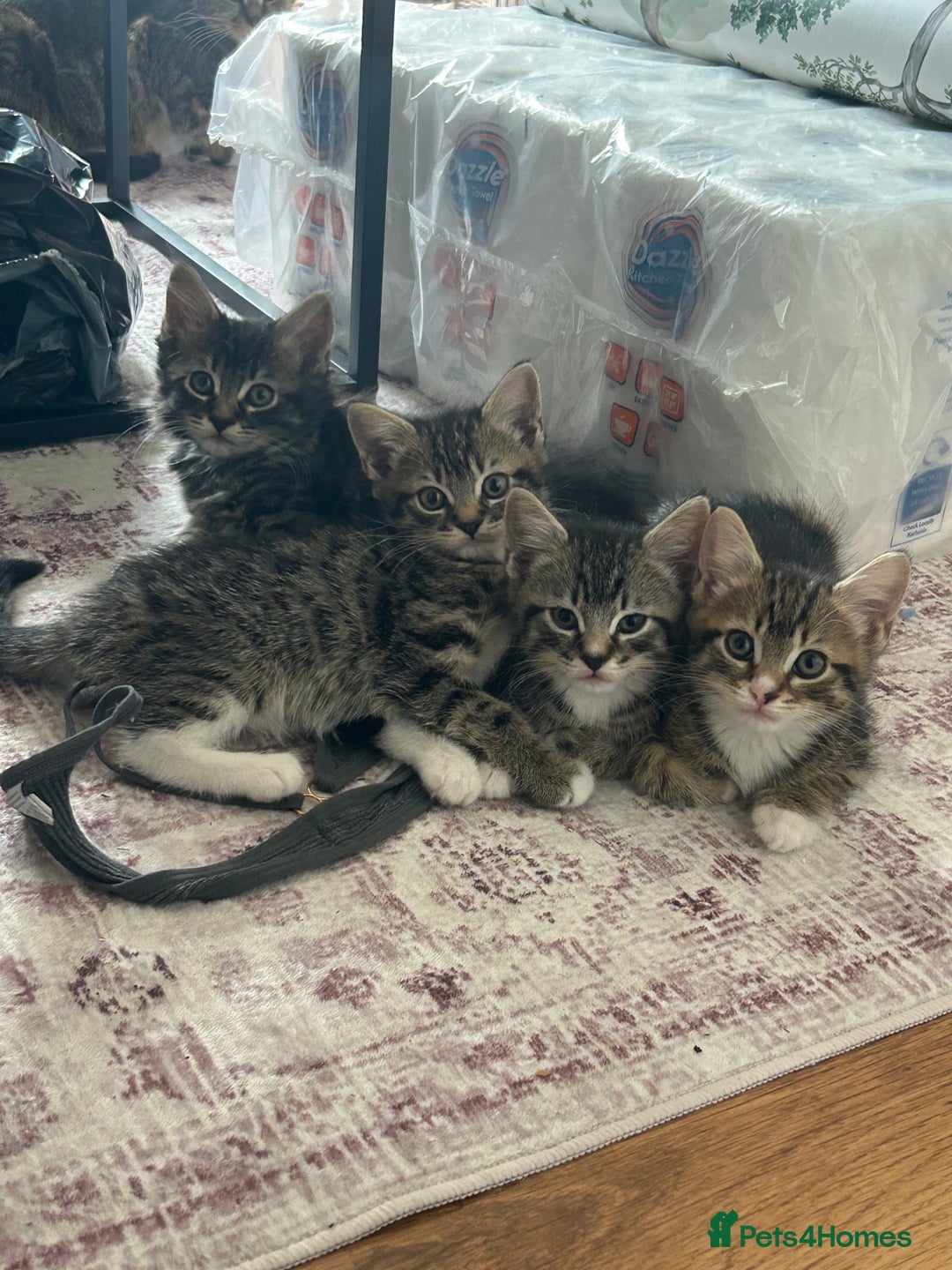 Mixed Breed cats for sale: Kittens - Image 1