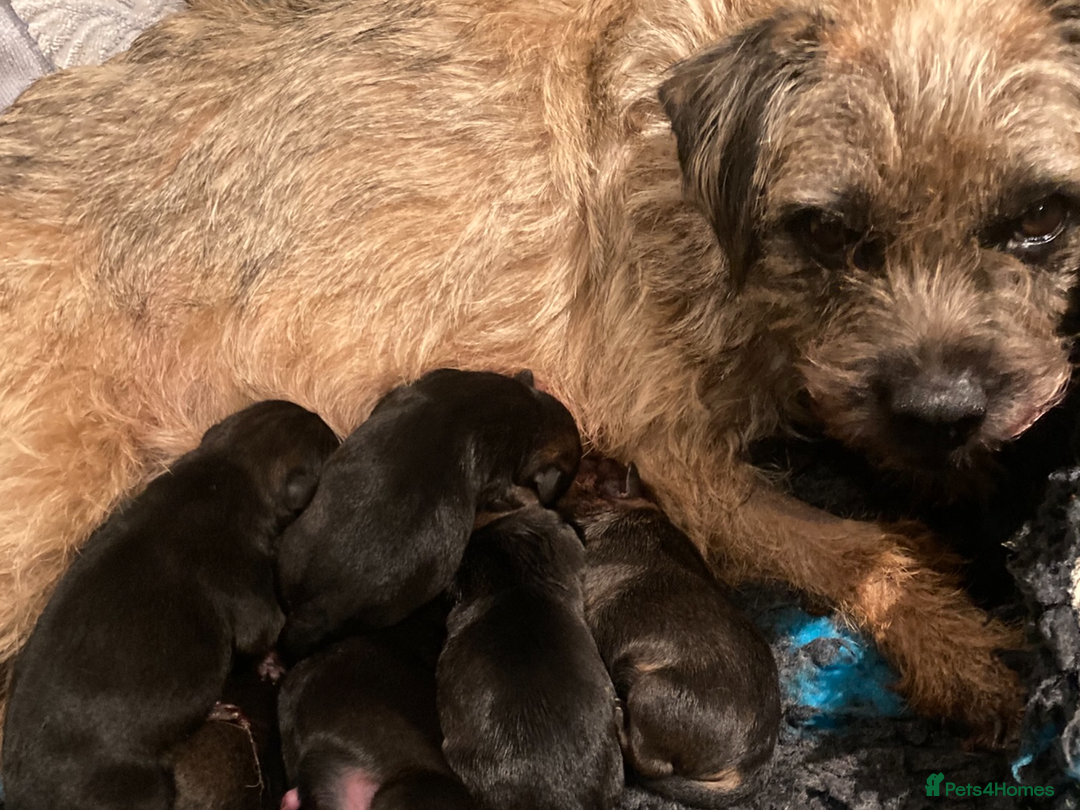 Border Terrier dogs for sale: Quality Border Terrier Puppies - Advert 1