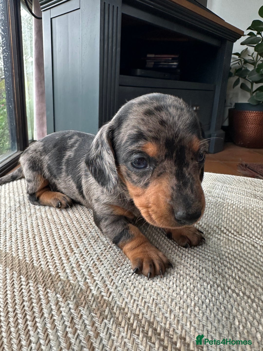 Miniature Dachshund dogs for sale: Ready Soon - Gorgeous KC Reg. Miniature Dachshund - Advert 28