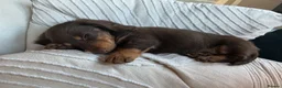 Miniature Dachshund dogs for sale: Long haired miniature dachshund  in North Shields - Advert 4