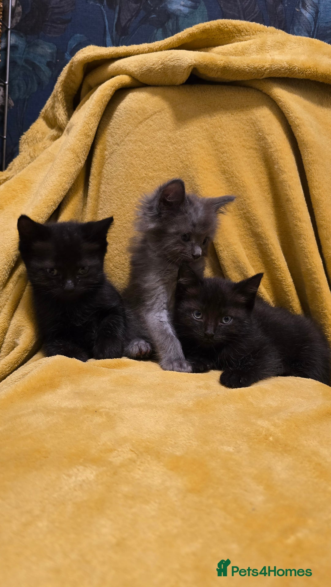 Mixed Breed cats for sale: Beautiful half ragdoll kittens - Image 4