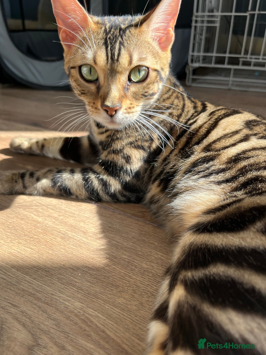 Bengal cats for sale: TICA registered female glitter coat 1year Bengal  - Image 8
