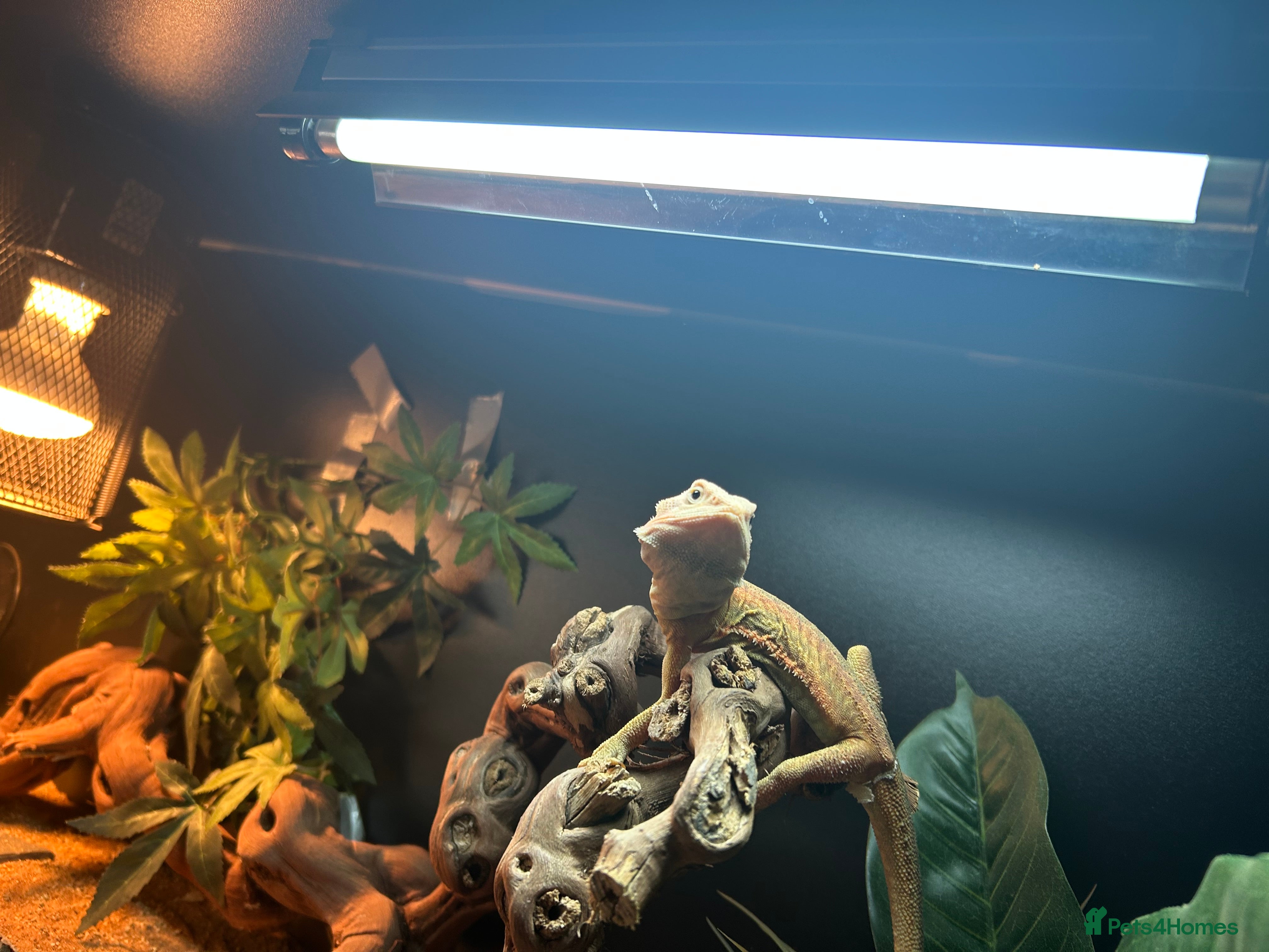 Bearded Dragon reptiles Bearded dragon  - Advert 12