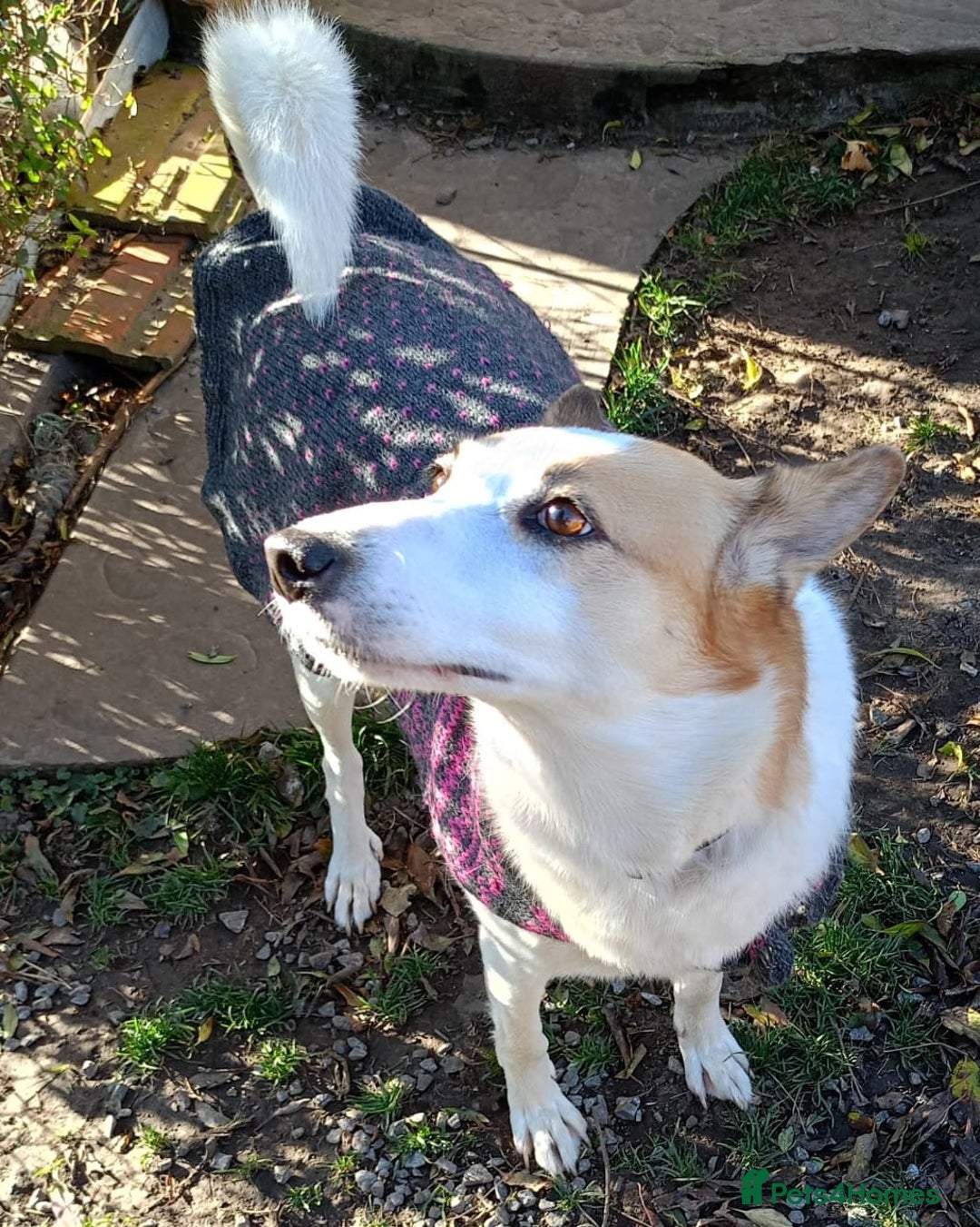 Mixed Breed dogs for adoption: ❤️Alaya❤️- Gentle 4 years old girl  - Advert 19
