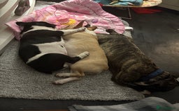 French Bulldog dogs for sale: Frenchie puppy  - Advert 2