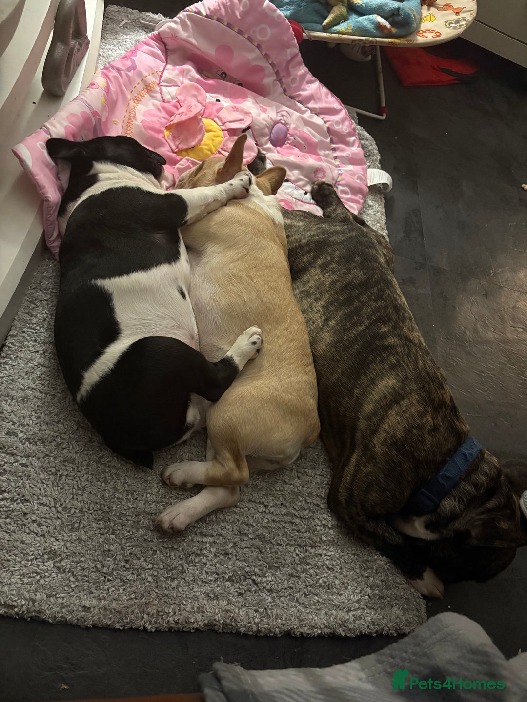 French Bulldog dogs for sale: Frenchie puppy  - Advert 2