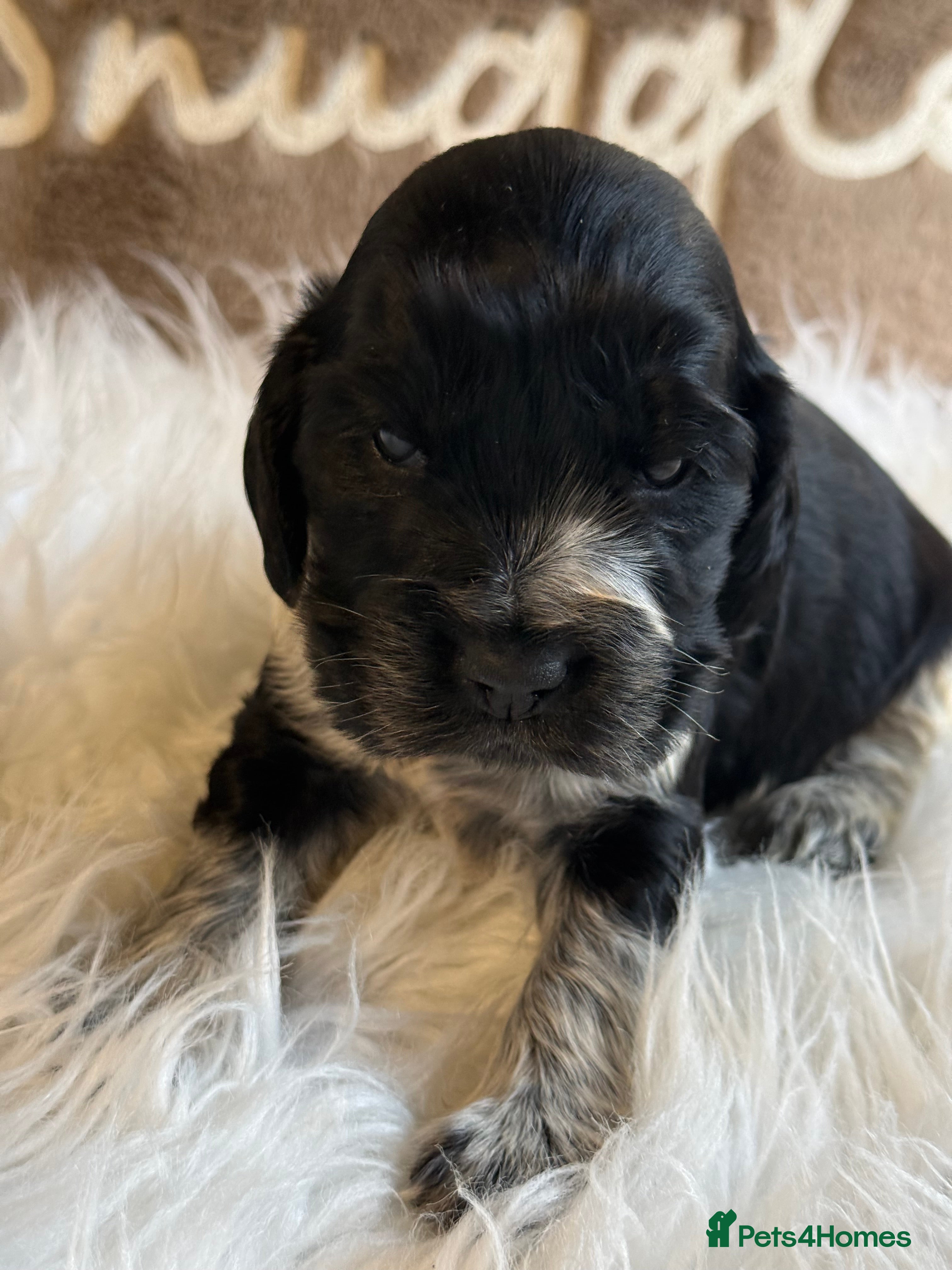 Cocker Spaniel dogs KC Show Cocker Spaniels  - Advert 13