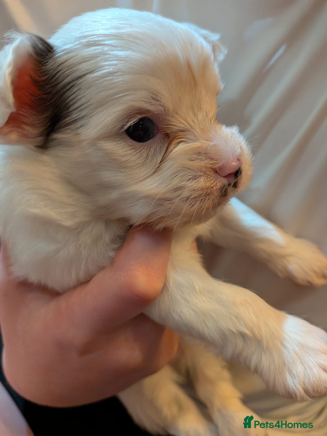 Biewer Terrier dogs for adoption: ❤️🐶 Sweet Pups Looking forResponsible Homes 🐶❤️ - Advert 7