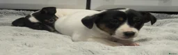 Jack Russell dogs for sale: Top Quality Jack Russell puppies  - Advert 11
