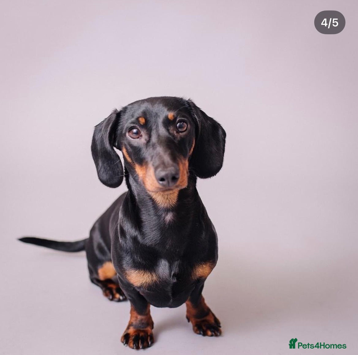 Miniature Dachshund dogs READY NOW 3 boys left ♥️ - Advert 2