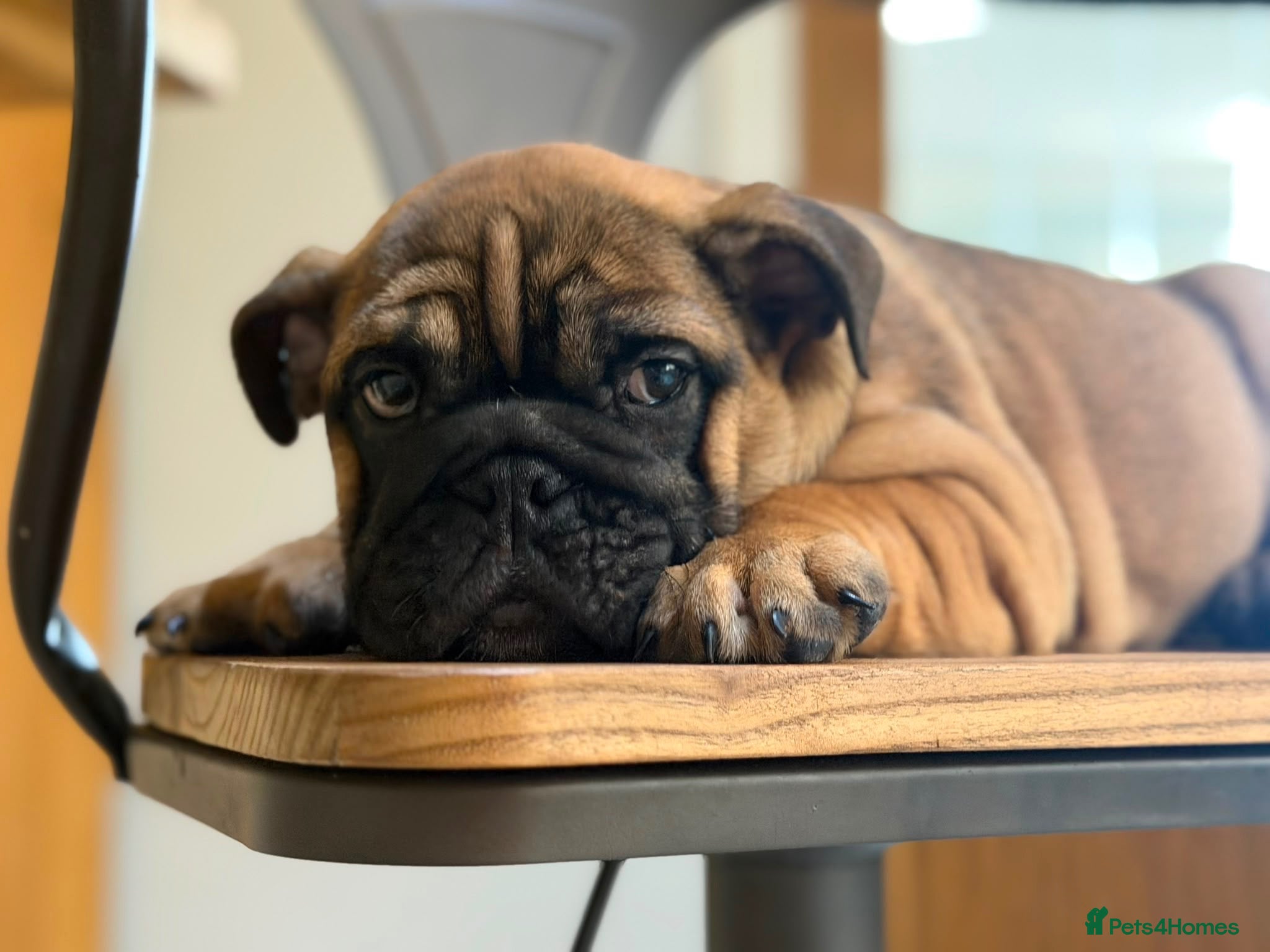 English Bulldog dogs 1 boys Reduced English bulldogs - Advert 2