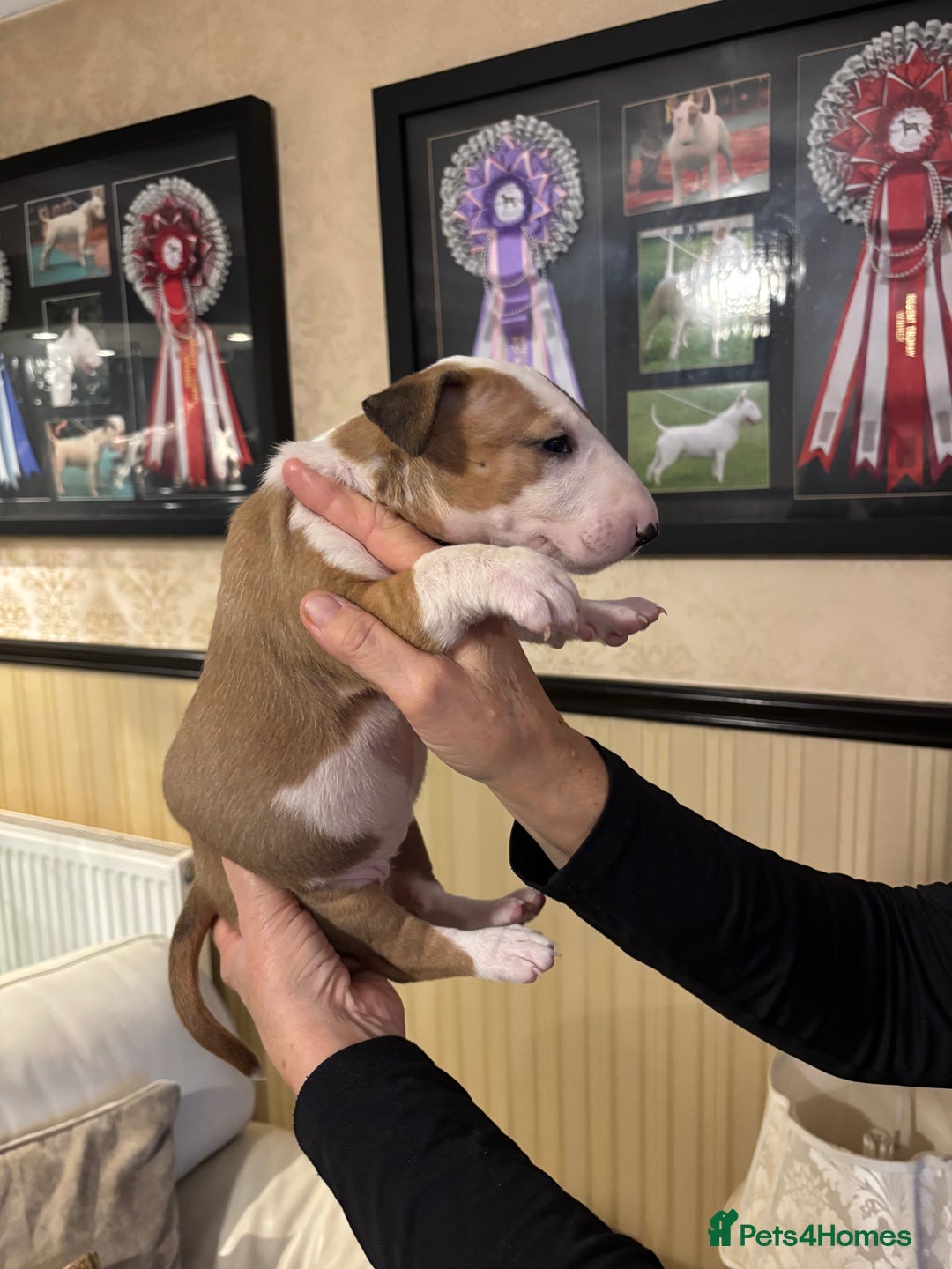 Bull Terrier dogs for sale: RED/WHITE - Advert 4