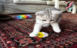 British Shorthair cats for sale: Beautiful British Shorthair/Turkish Angora Kittens - Image 24