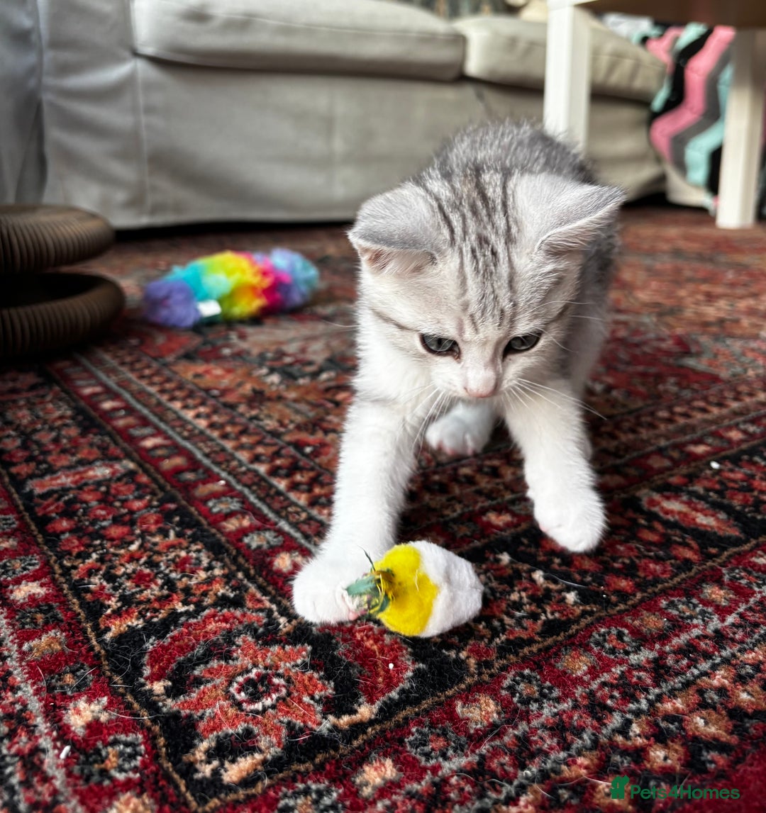 British Shorthair cats for sale: Beautiful British Shorthair/Turkish Angora Kittens - Image 24